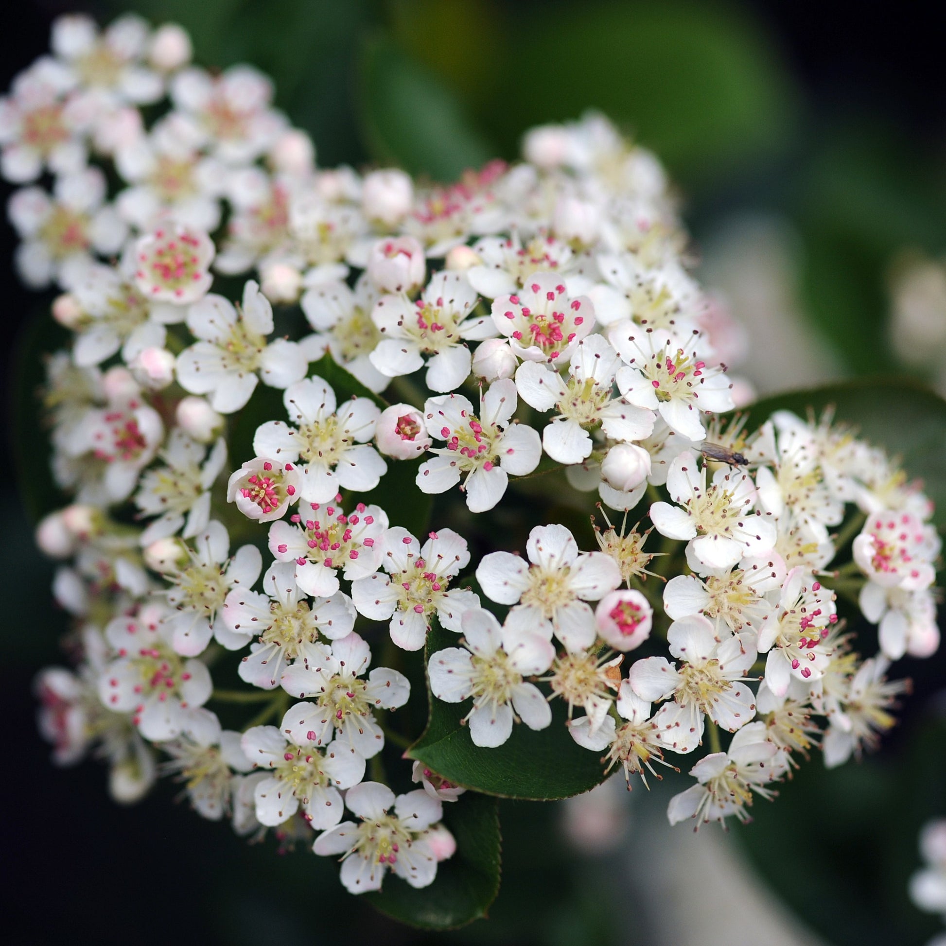 Zwarte Appelbes Brilliant - Aronia arbutifolia brillant - Tuinplanten