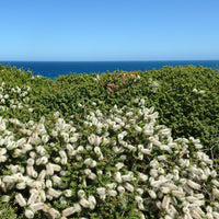 Boomaster - Olearia nummulariifolia - Heesters