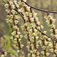 Staartaar - Stachyurus chinensis joy forever - Terras- en balkonplanten