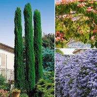 Italiaanse cipres 'Totem', Amerikaanse sering 'Victoria' (x3) - Cupressus totem, ceanothus impressus victoria, alb - Tuinplanten