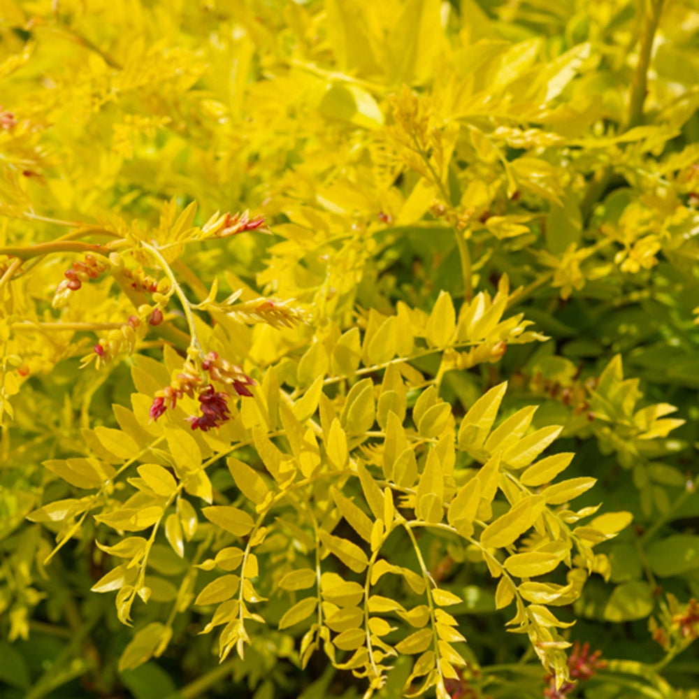 Valse Christusdoorn - Gleditsia triacanthos Sunburst - Heesters en vaste planten