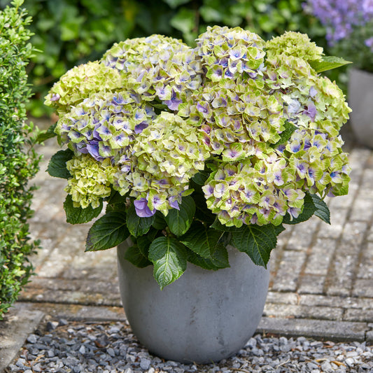 Boerenhortensia 'Jewel' Paars - Bakker