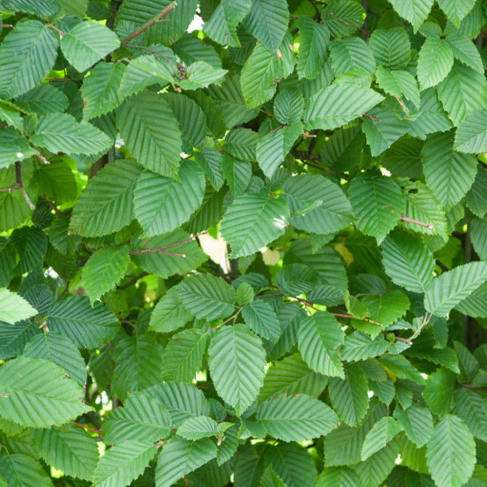 Haagbeuk - Carpinus betulus - Heesters en vaste planten
