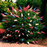Buddleja davidii empire blue, pinkdelight, white - Vlinderstruik 'Tricolor' - Vlinderstruik - Buddleja