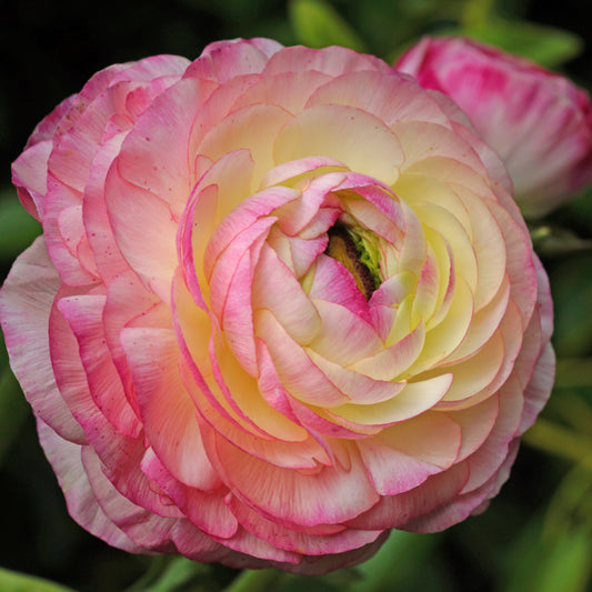 Ranonkel 'Picotee Pink' (x12) - Ranunculus picotee pink - Voorjaarsbloeiers