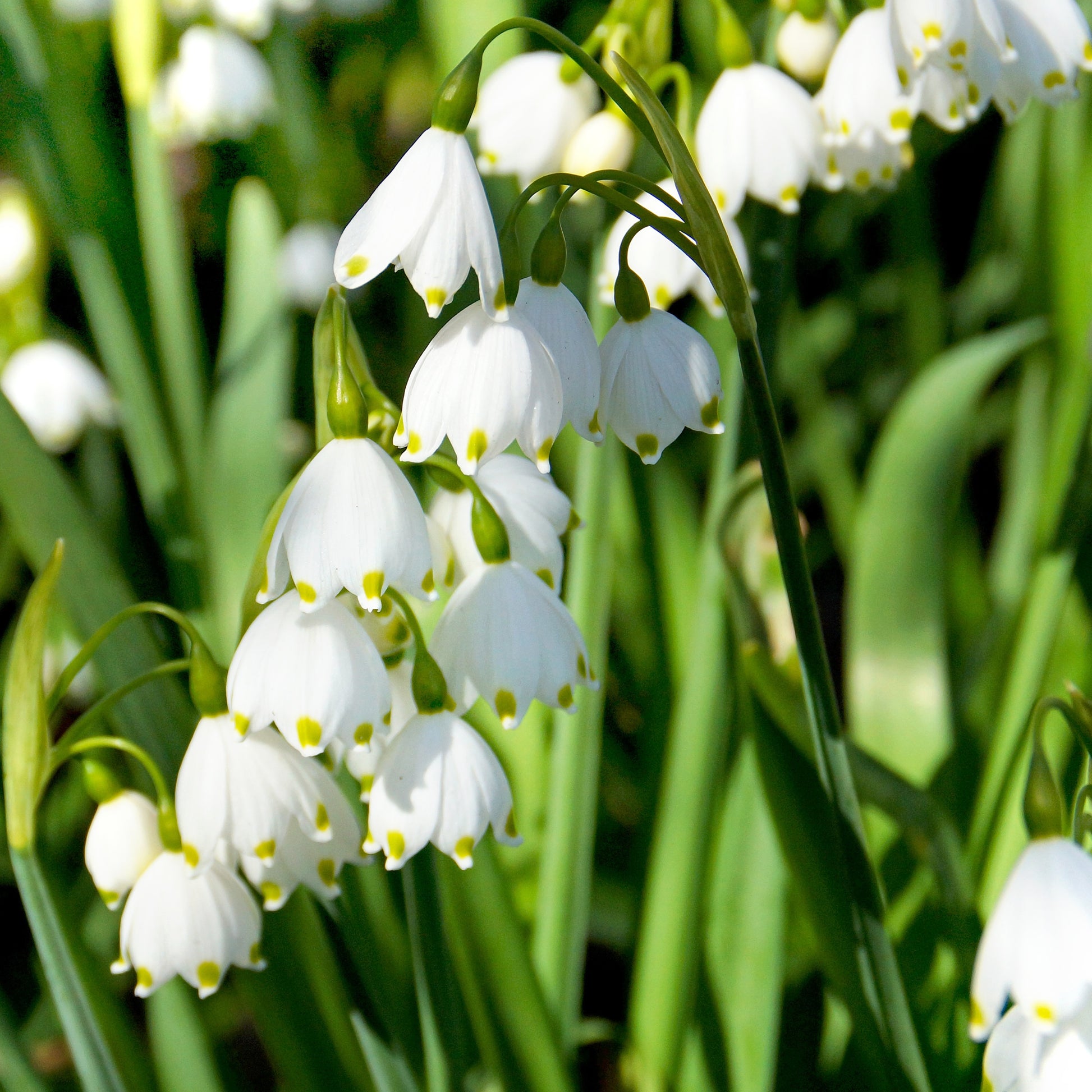 Zomerklokje (x8) - Leucojum aestivum - Bloembollen