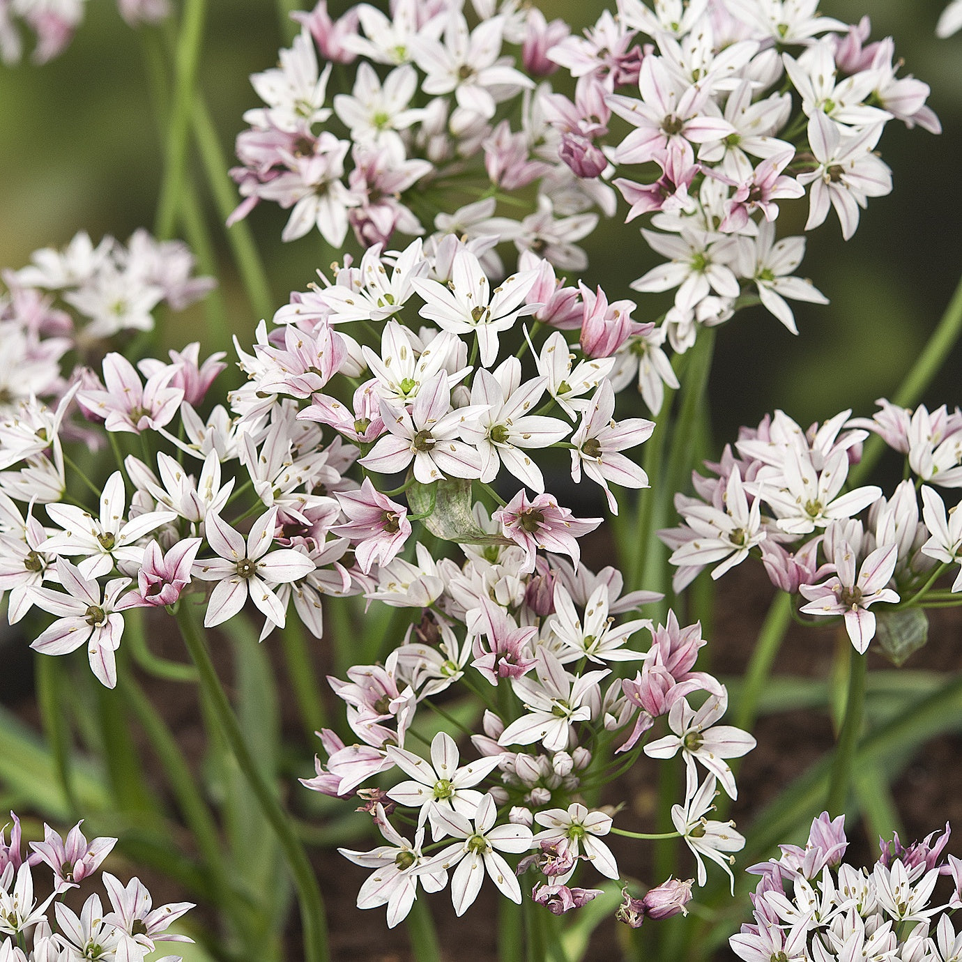 Allium Caméléon (x25) - Allium cameleon - Voorjaarsbloeiers