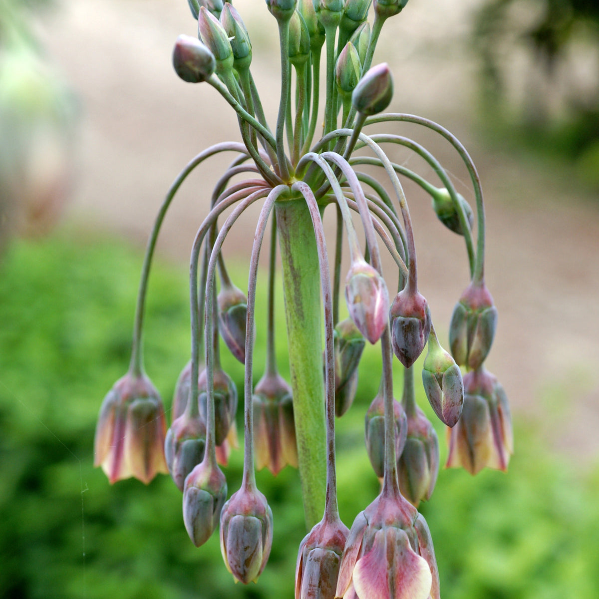 Verkoop Bulgaarse sierui (x15) - Allium bulgaricum