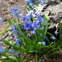 Oosterse sterhyacint - Scilla siberica - Bakker