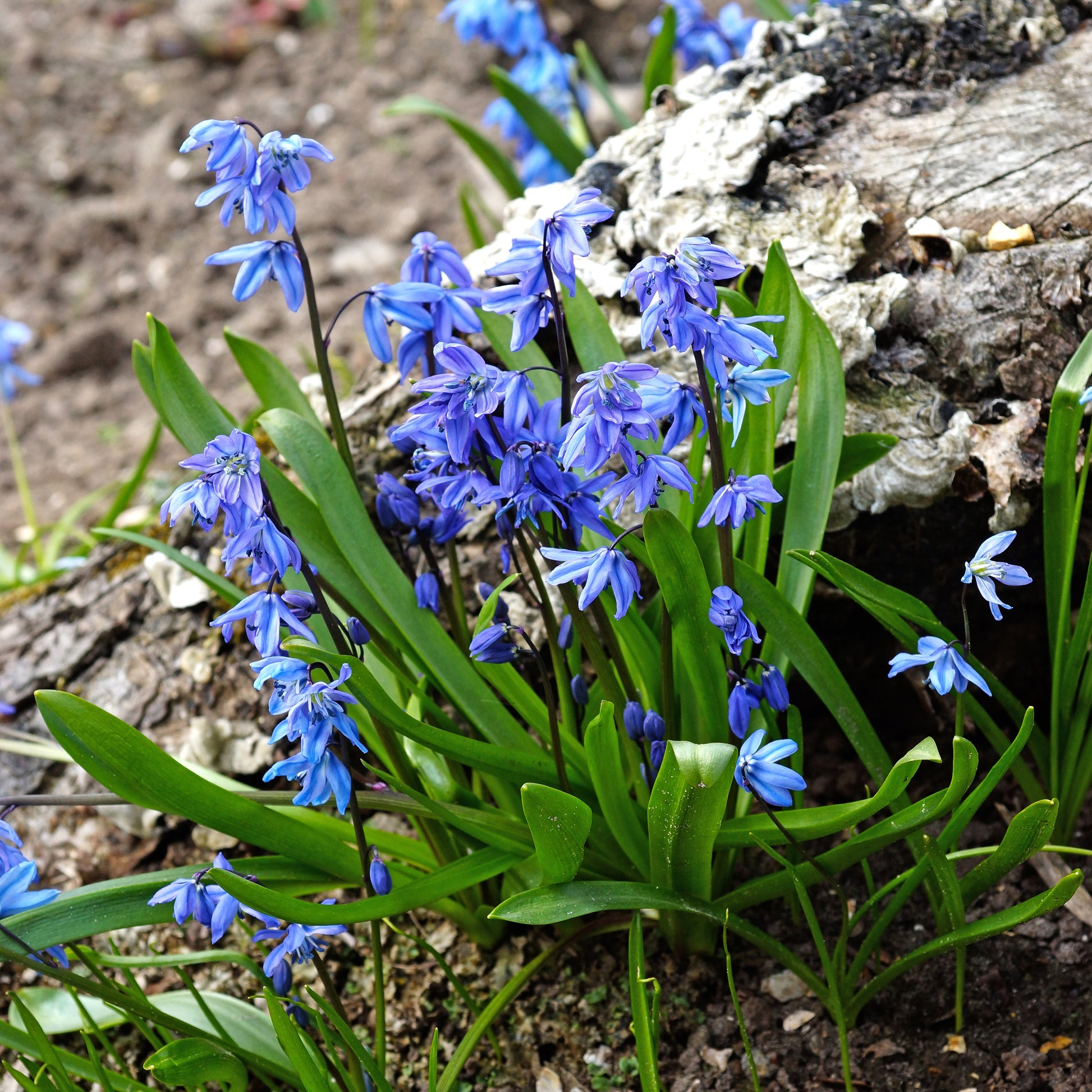 Oosterse sterhyacint - Scilla siberica - Bakker
