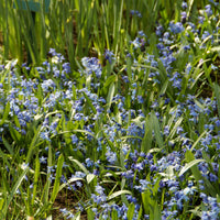 Voorjaarsbloeiers - Oosterse sterhyacint - Scilla siberica