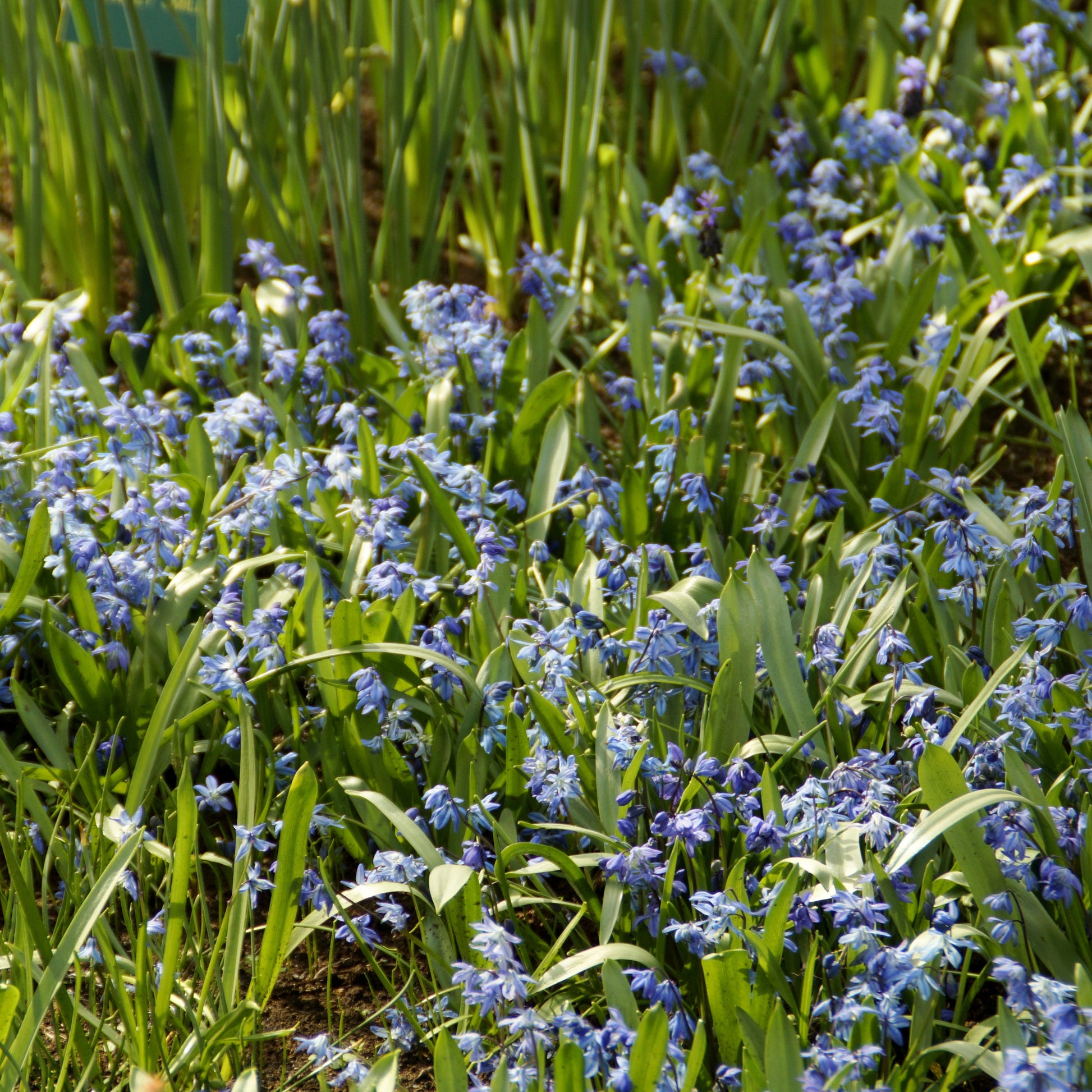 Voorjaarsbloeiers - Oosterse sterhyacint - Scilla siberica