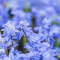 Verkoop Oosterse sterhyacint - Scilla siberica