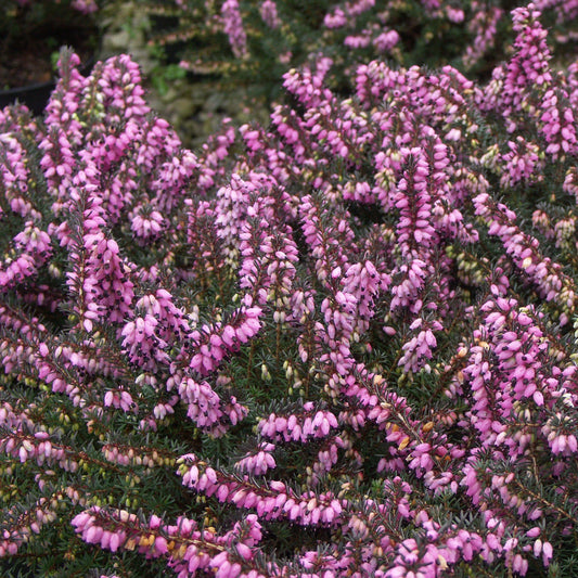Winterheide - roze - Erica carnea - Tuinplanten