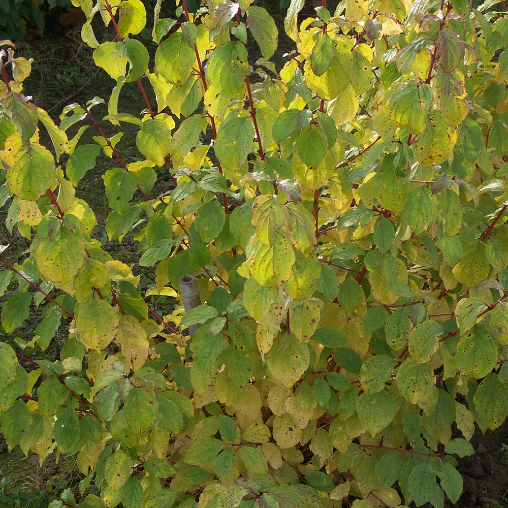 Cornus sanguinea winter flame ® ‘anny’ - Rode kornoelje 'Winter Flame' - Heesters