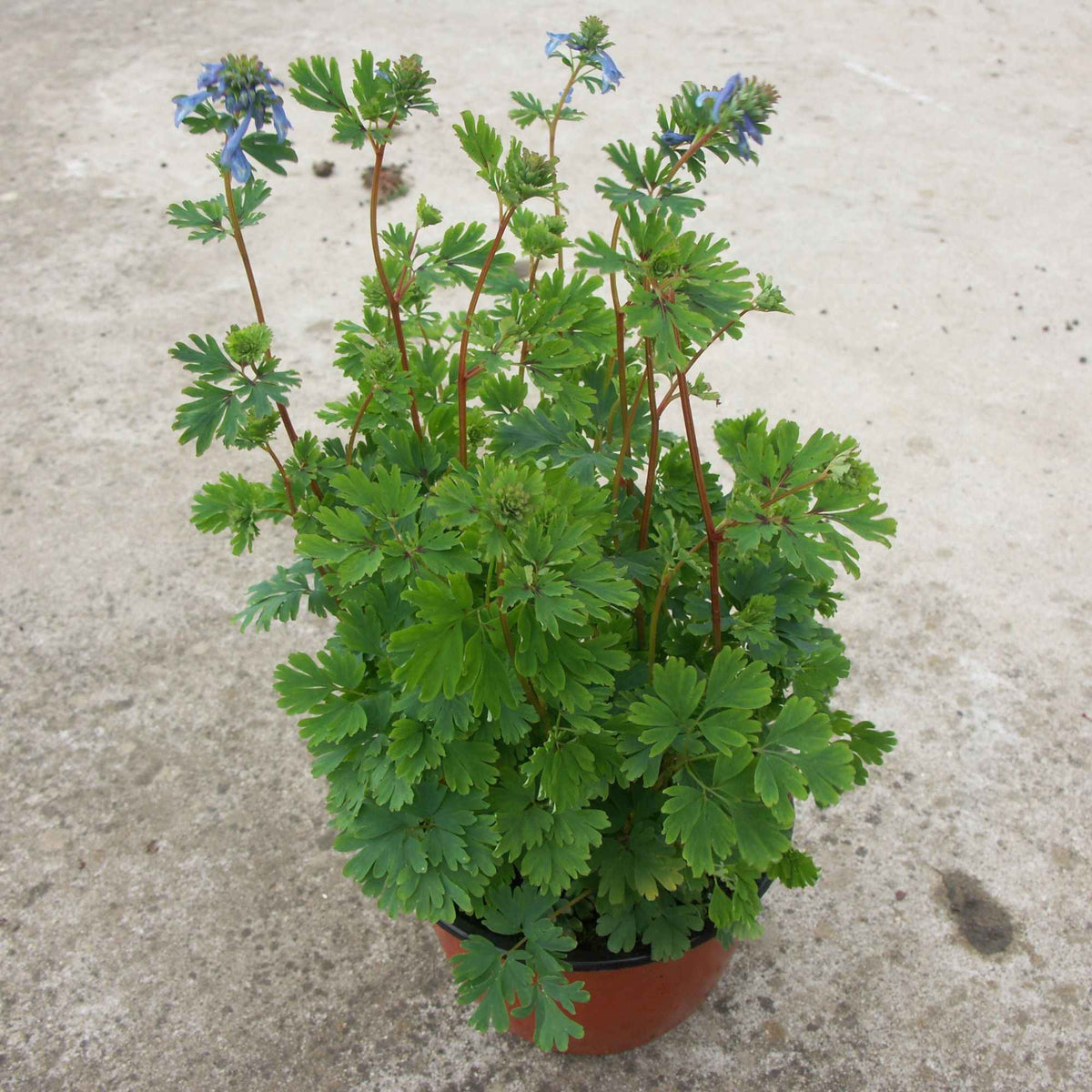 Corydalis x blue line ® ‘couriblue’ - Helmbloem 'Blue Line' - Bloeiende vaste planten