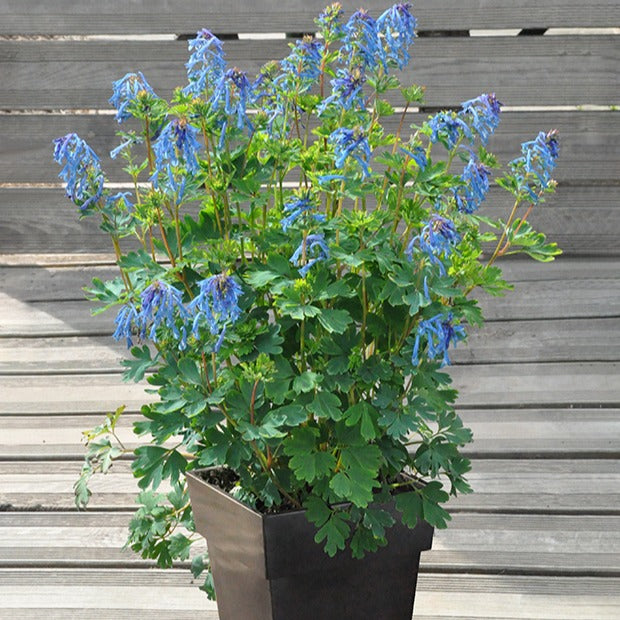Helmbloem 'Blue Line' - Bakker