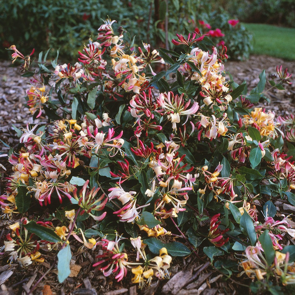 Kamperfoelie 'Chic & Choc' - Lonicera periclymenum chic & choc ® 'inov205' - Bakker