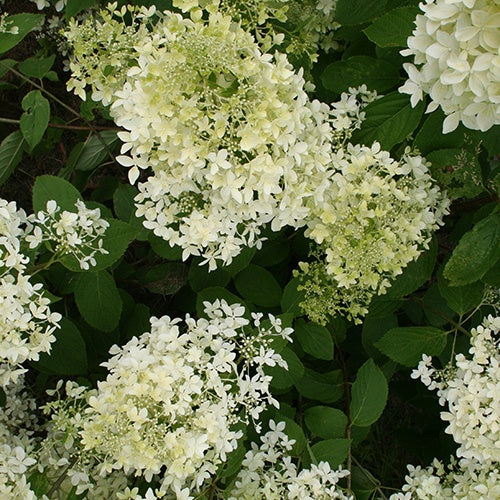 Pluimhortensia - Pluimhortensia 'Dentelle de Gorron'® - Hydrangea paniculata dentelle de gorron ® 'rencri'