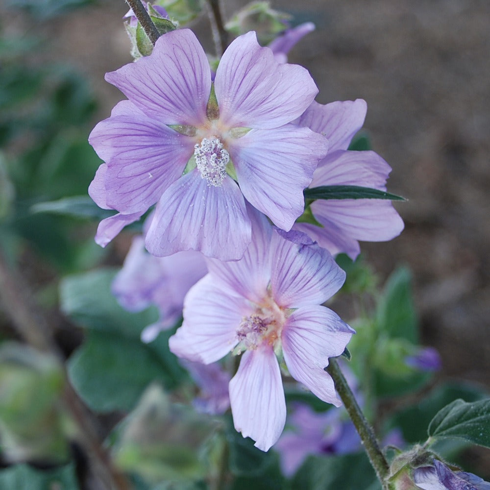 Struikmalva 'Blue Bird'® / 'Renlav' - Lavatera blue bird ® 'renlav' - Tuinplanten