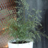 Gomboom 'Fance Bleu'® 'Rengun' - Eucalyptus gunnii france bleu ® ’rengun’ - Plant eigenschap
