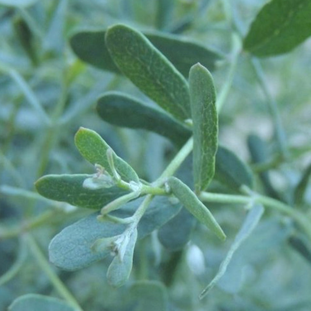 Eucalyptus gunnii France Bleu ® rengun - Gomboom 'Fance Bleu'® 'Rengun' - Eucalyptus