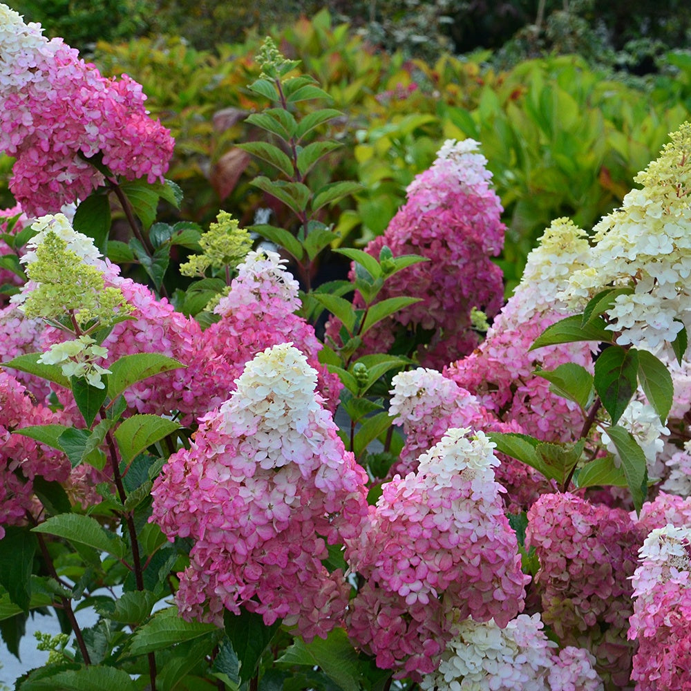 Verkoop Pluimhortensia 'Fraise Melba'® 'Renba' - Hydrangea paniculata fraise melba ® ‘renba’