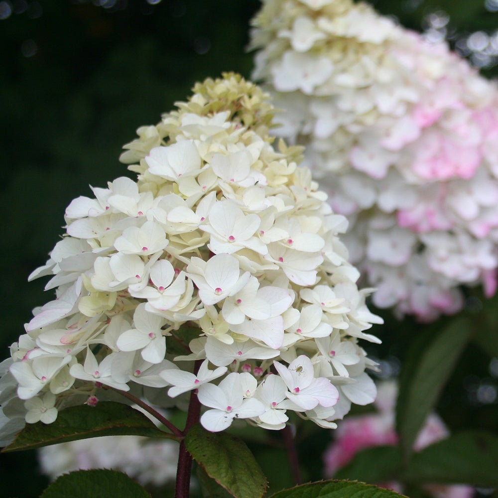 Verkoop Pluimhortensia 'Fraise Melba'® 'Renba'