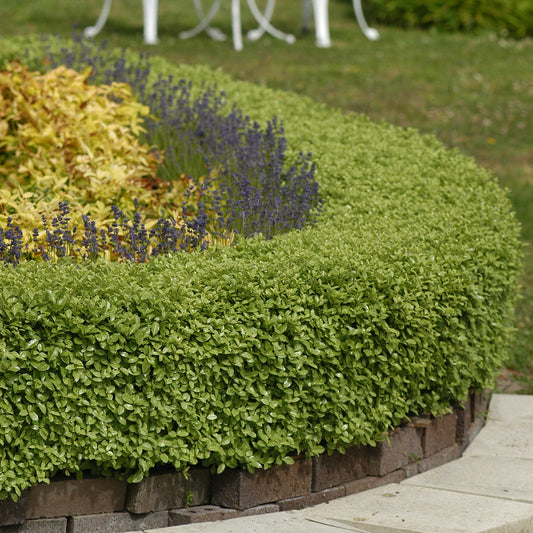 Australische laurier 'Golf Ball' - Bakker