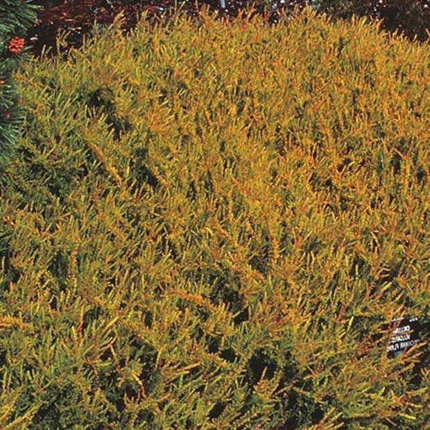 Dopheide 'Wickwar Flame' - Calluna vulgaris Wickwar Flame - Bakker