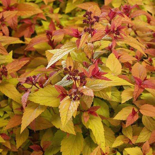 Spierstruik 'Hubert Gold' - Spiraea japonica hubert gold - Tuinplanten