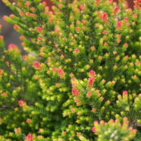 Struikheide 'Flamingo' - Calluna vulgaris flamingo - Terras- en balkonplanten