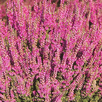 Struikheide 'Darkness' - Calluna vulgaris darkness - Bakker