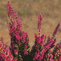 Calluna vulgaris darkness - Struikheide 'Darkness' - Heideplanten