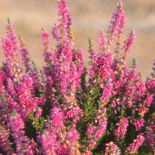 Struikheide 'Darkness' - Calluna vulgaris darkness