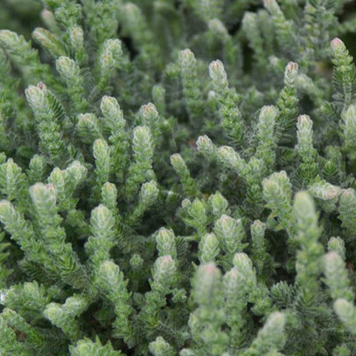 Struikheide 'Silver Knight' - Calluna vulgaris silver knight - Terras- en balkonplanten