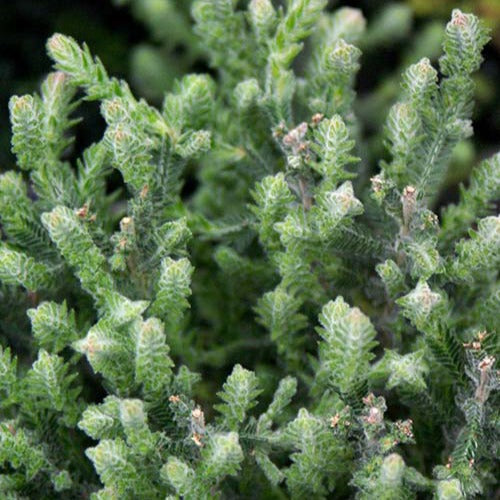 Struikheide 'Silver Knight' - Calluna vulgaris silver knight - Perkplanten