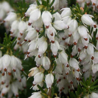 Winterheide 'Springwood White' - Erica carnea springwood white - Tuinplanten