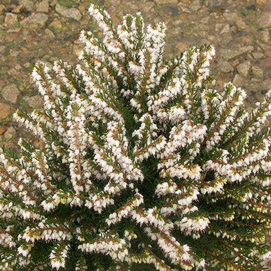 Winterheide 'White Glow' - Erica darleyensis white glow - Terras- en balkonplanten