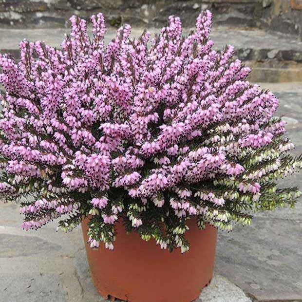 Erica darleyensis furzey - Winterheide 'Furzey' - Heideplanten