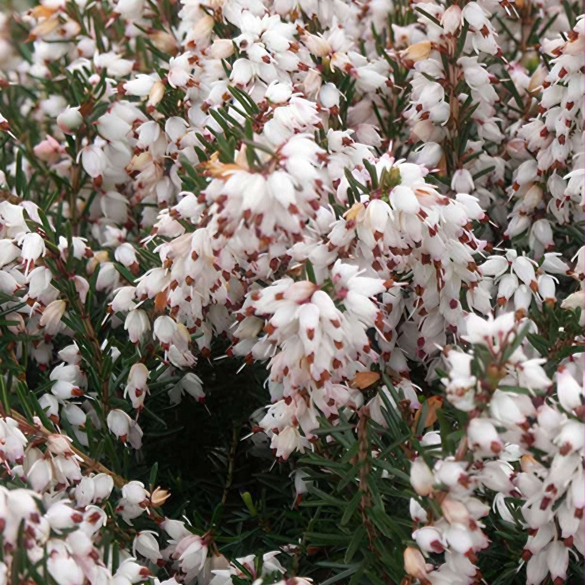 Winterheide 'Silberschmelze' - Bakker