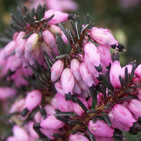 Erica darleyensis Winter Belles ® Lucie - Winterheide 'Winter Belles ® 'Lucie' - Heideplanten