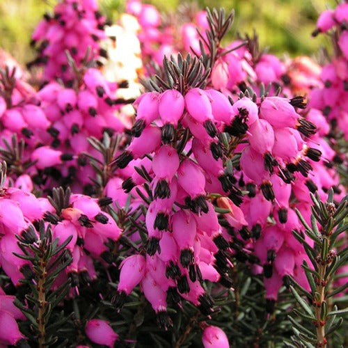 Winterheide 'Winter Belles ® 'Lucie' - Erica darleyensis Winter Belles ® Lucie - Bakker