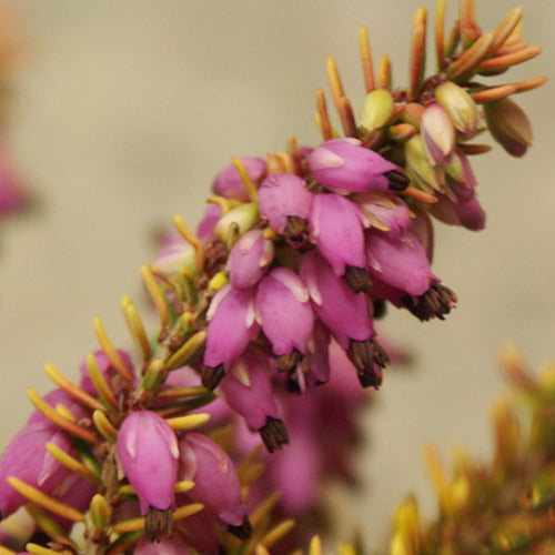 Winterheide 'Tylou' - Erica darleyensis tylou - Terras- en balkonplanten