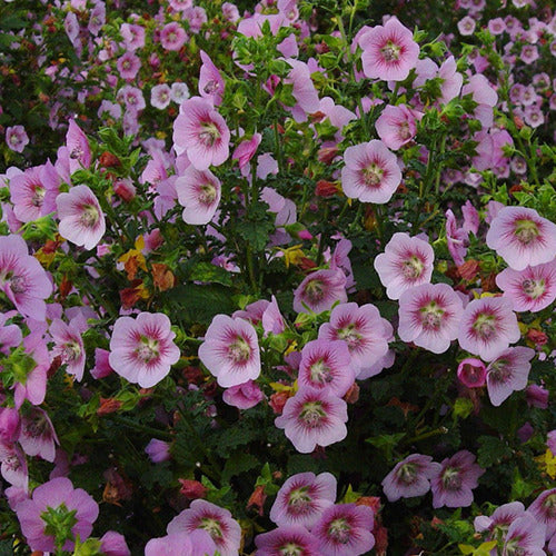 Kaapse malva 'Miss Pinky' - Bakker