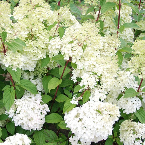 Pluimhortensia 'Diamantino'® - Hydrangea paniculata diamantino ® 'ren101' - Bakker