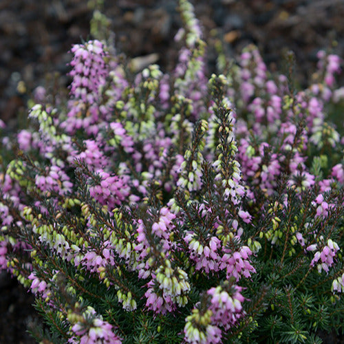 Winterheide 'Lea' - Erica darleyensis lea - Perkplanten