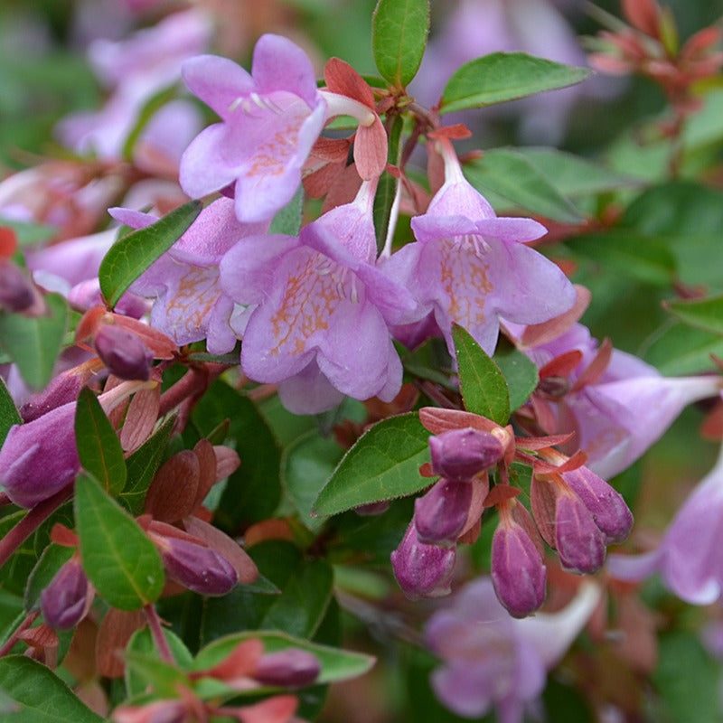 Abelia 'Ping Pong' - Abelia grandiflora pink pong ® - Tuinplanten