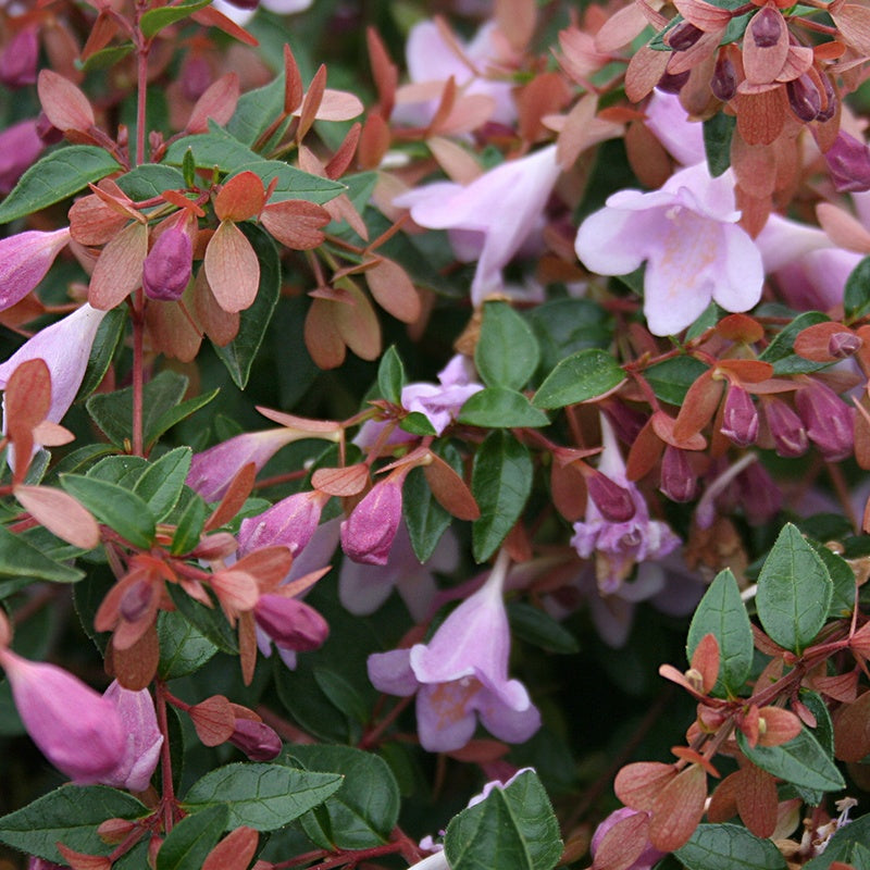 Abelia 'Ping Pong' - Abelia grandiflora pink pong ® - Heesters en vaste planten