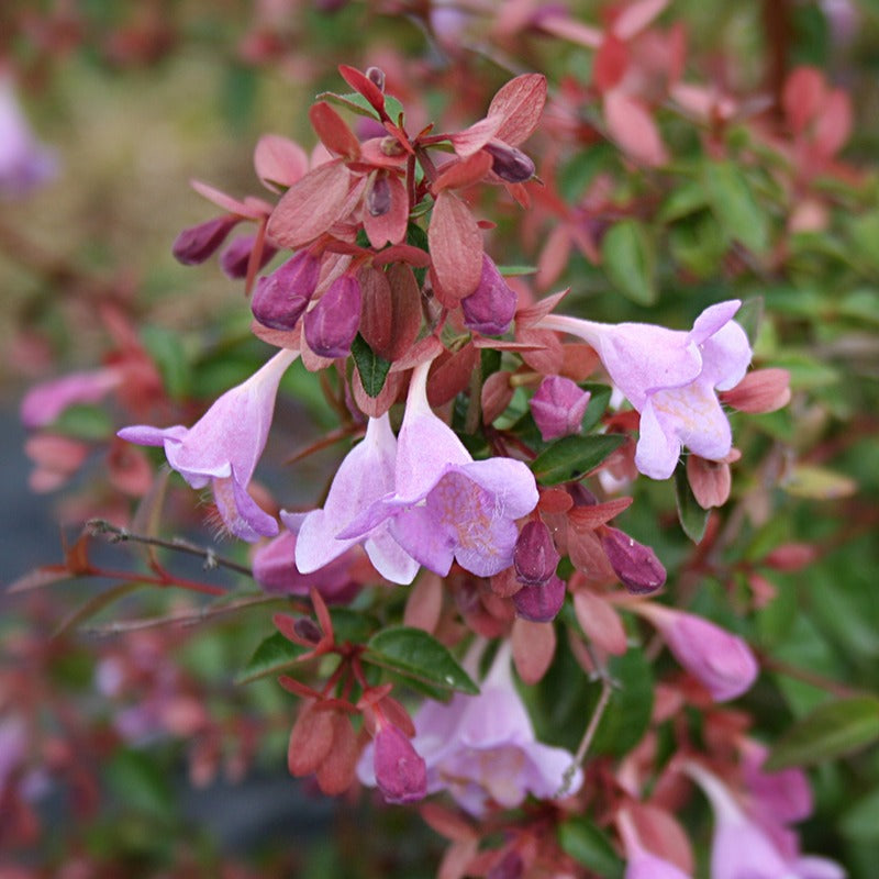 Abelia 'Ping Pong' - Abelia grandiflora pink pong ® - Heesters